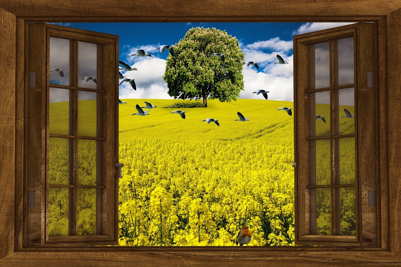 Yellow field view from open window